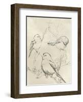 Vintage Songbird Sketch II-June Erica Vess-Framed Art Print