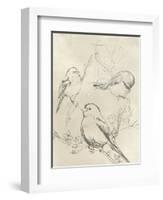 Vintage Songbird Sketch II-June Erica Vess-Framed Art Print