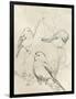 Vintage Songbird Sketch II-June Erica Vess-Framed Art Print