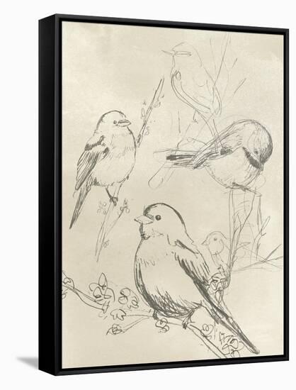 Vintage Songbird Sketch II-June Erica Vess-Framed Stretched Canvas