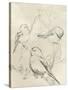 Vintage Songbird Sketch II-June Erica Vess-Stretched Canvas