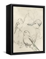 Vintage Songbird Sketch II-June Erica Vess-Framed Stretched Canvas