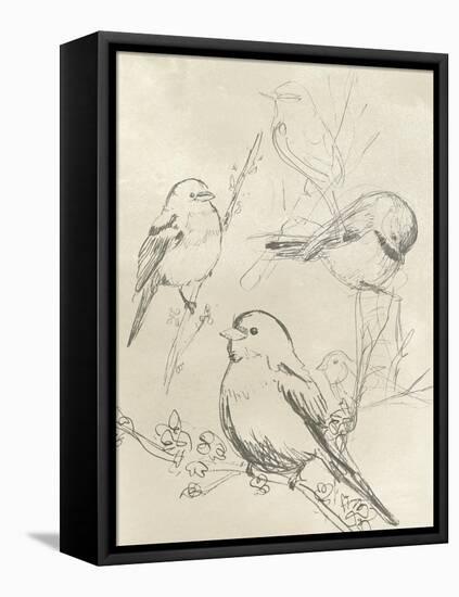 Vintage Songbird Sketch II-June Erica Vess-Framed Stretched Canvas