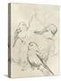 Vintage Songbird Sketch II-June Erica Vess-Stretched Canvas