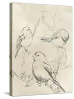 Vintage Songbird Sketch II-June Erica Vess-Stretched Canvas