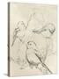 Vintage Songbird Sketch II-June Erica Vess-Stretched Canvas