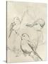 Vintage Songbird Sketch II-June Erica Vess-Stretched Canvas