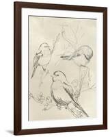 Vintage Songbird Sketch II-June Erica Vess-Framed Art Print