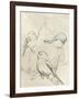 Vintage Songbird Sketch II-June Erica Vess-Framed Art Print