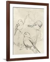 Vintage Songbird Sketch II-June Erica Vess-Framed Art Print