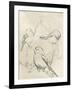 Vintage Songbird Sketch II-June Erica Vess-Framed Art Print