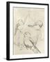 Vintage Songbird Sketch II-June Erica Vess-Framed Art Print