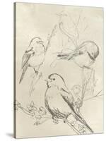 Vintage Songbird Sketch II-June Erica Vess-Stretched Canvas