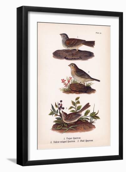 Vintage Sparrows, Plate 32-Piddix-Framed Art Print