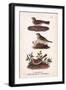 Vintage Sparrows, Plate 32-Piddix-Framed Art Print