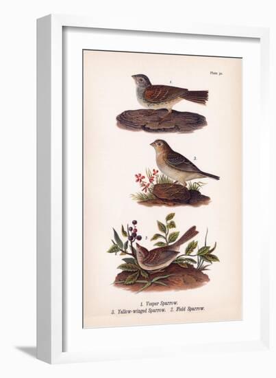 Vintage Sparrows, Plate 32-Piddix-Framed Art Print
