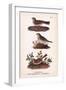 Vintage Sparrows, Plate 32-Piddix-Framed Art Print