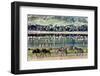 Vintage Style Image of Zebras and Wildebeests Walking beside the Lake in the Ngorongoro Crater, Tan-Travel Stock-Framed Photographic Print