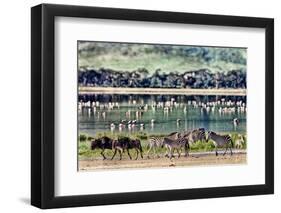 Vintage Style Image of Zebras and Wildebeests Walking beside the Lake in the Ngorongoro Crater, Tan-Travel Stock-Framed Photographic Print