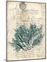 Vintage Teal Seaweed I-Vision Studio-Mounted Art Print
