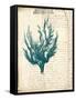 Vintage Teal Seaweed V-Vision Studio-Framed Stretched Canvas