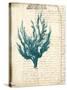 Vintage Teal Seaweed V-Vision Studio-Stretched Canvas