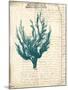 Vintage Teal Seaweed V-Vision Studio-Mounted Art Print