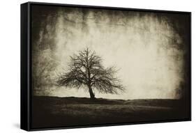 Vintage Tree-sliper84-Framed Stretched Canvas