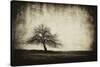 Vintage Tree-sliper84-Stretched Canvas