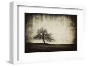 Vintage Tree-sliper84-Framed Photographic Print