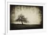 Vintage Tree-sliper84-Framed Photographic Print