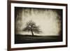 Vintage Tree-sliper84-Framed Photographic Print