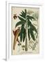 Vintage Tropicals II-Weinmann-Framed Art Print