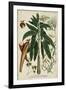 Vintage Tropicals II-Weinmann-Framed Art Print