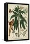 Vintage Tropicals II-Weinmann-Framed Stretched Canvas