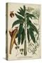 Vintage Tropicals II-Weinmann-Stretched Canvas