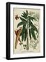 Vintage Tropicals II-Weinmann-Framed Art Print