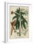 Vintage Tropicals II-Weinmann-Framed Art Print