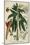 Vintage Tropicals II-Weinmann-Mounted Art Print