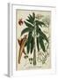 Vintage Tropicals II-Weinmann-Framed Art Print