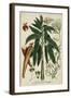 Vintage Tropicals II-Weinmann-Framed Art Print