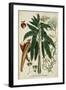 Vintage Tropicals II-Weinmann-Framed Art Print