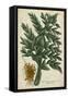 Vintage Tropicals V-Weinmann-Framed Stretched Canvas