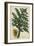 Vintage Tropicals V-Weinmann-Framed Art Print