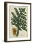 Vintage Tropicals V-Weinmann-Framed Art Print