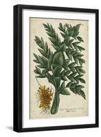 Vintage Tropicals V-Weinmann-Framed Art Print