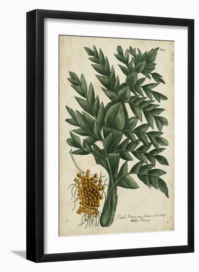 Vintage Tropicals V-Weinmann-Framed Art Print