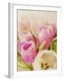 Vintage Tulip I-Collezione Botanica-Framed Giclee Print