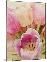 Vintage Tulip II-Collezione Botanica-Mounted Giclee Print