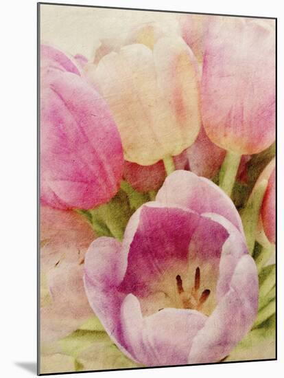 Vintage Tulip II-Collezione Botanica-Mounted Giclee Print